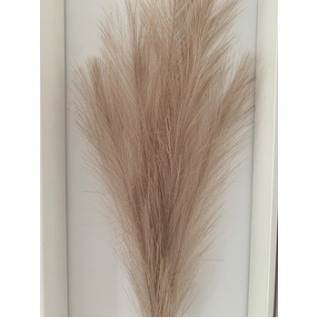 thumb_80cm Pampas Grass - Beige