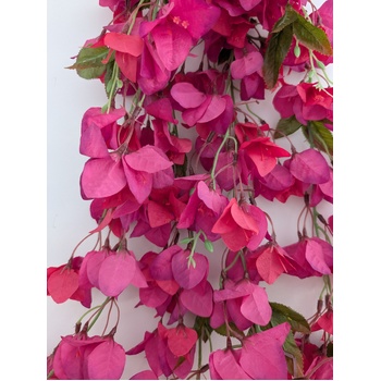 thumb_128cm - Fuchsia Trailing Bougainvillea