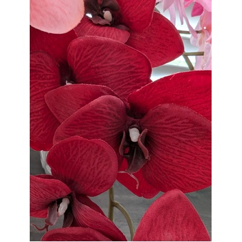 thumb_Burgandy Cymbidium Orchid 7 head - 75cm