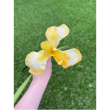 thumb_Iris Stem - 85cm Yellow Artificial Stem