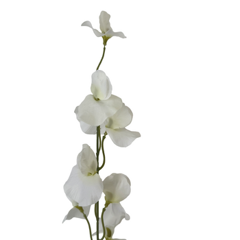 thumb_100cm Sweet Pea Stem - White