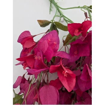 thumb_128cm - Fuchsia Trailing Bougainvillea