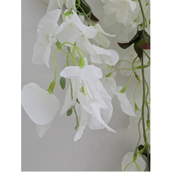 thumb_128cm - White Trailing Bougainvillea