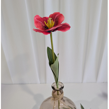 thumb_Fushia/Red Single Stem Open Tulip 65cm