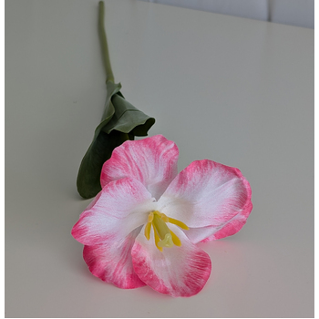 thumb_Pink/White Single Stem Open Tulip 65cm