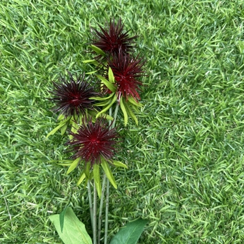 thumb_60cm Burgundy Globe Thistle Artificial Stem