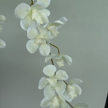 thumb_110cm Artificial Trailing Orchid Stem – White/Cream