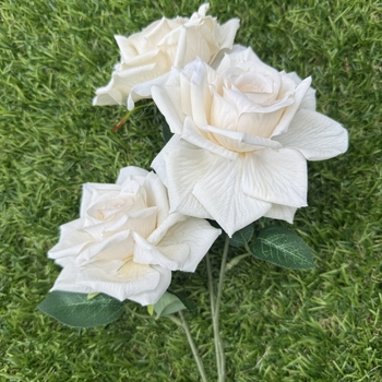 thumb_65cm - 3 Head Open Rose Flower Stem - Ivory/White