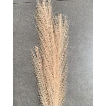 thumb_80cm Pampas Grass - Soft Peach