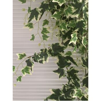 thumb_140cm High Quality Trailing Verigated Ivy Bush 