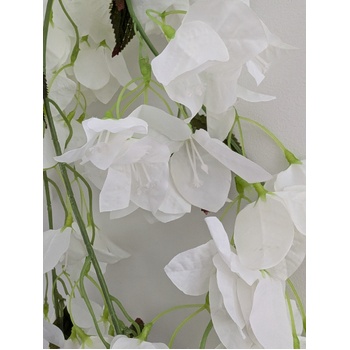 thumb_128cm - White Trailing Bougainvillea