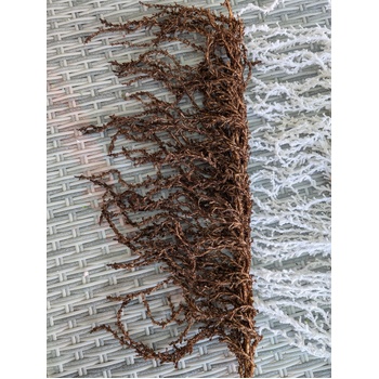 thumb_90cm Brown Amaranthus Branch