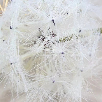 thumb_90cm Giant (20cm) White Artificial Dandelion Flower Stem