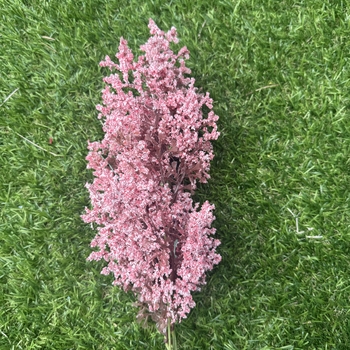 thumb_77cm Dusty Pink Two Tone Effect Astilbe 