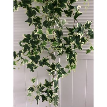 thumb_140cm High Quality Trailing Verigated Ivy Bush 