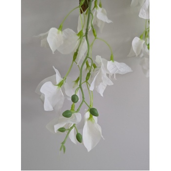 thumb_128cm - White Trailing Bougainvillea