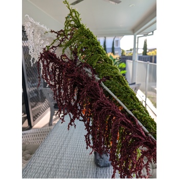 thumb_90cm Burgundy Amarantus Branch