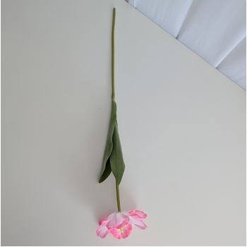 thumb_Pink/White Single Stem Open Tulip 65cm