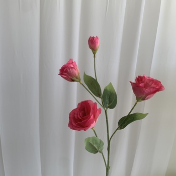 thumb_Lisianthus 4 head - 70cm - Fuschia