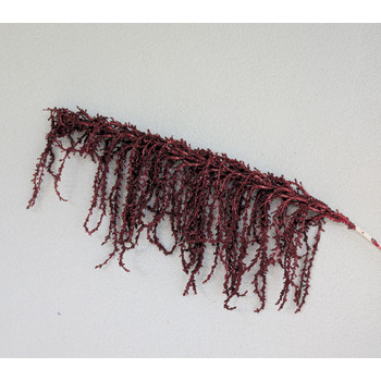 thumb_90cm Burgundy Amarantus Branch