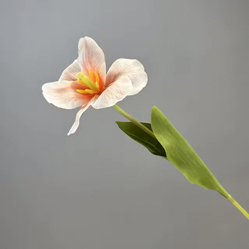 Peach Single Stem Open Tulip 65cm