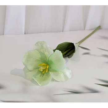 Soft Green Single Stem Open Tulip 65cm