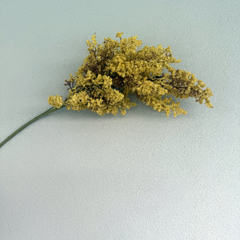 77cm Yellow Two Tone Effect Astilbe