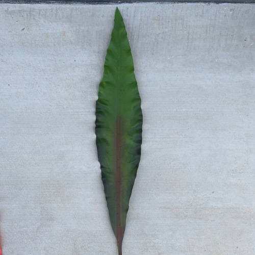 Large View 7cm Large Sword Leaf (Gymea) - [colours: Green]