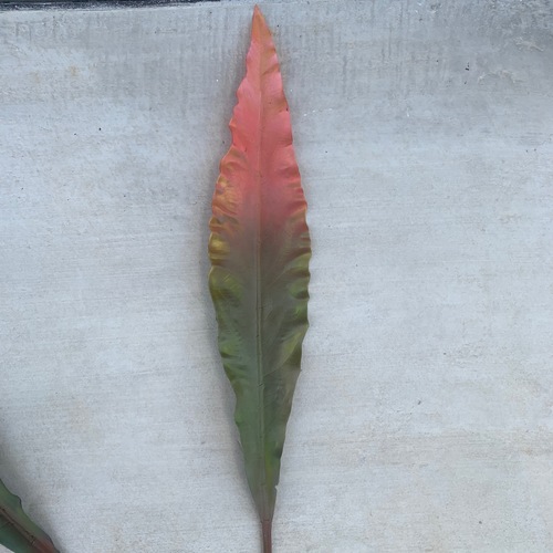 Large View 7cm Large Sword Leaf (Gymea) -  [colours: 2 Tone Green/Pink]