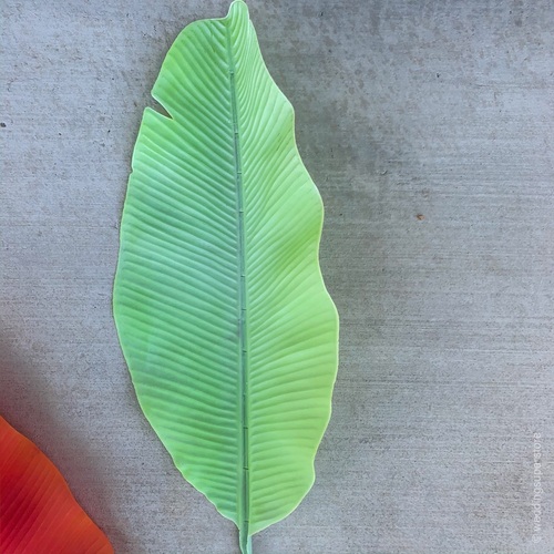 Large View 95cm Giant Bannana Leaf - Light Green