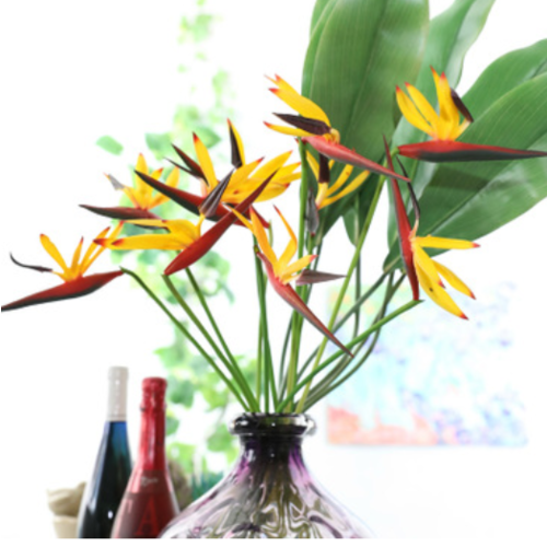 Large View 60cm Bird of Paradise (Strelitzia)