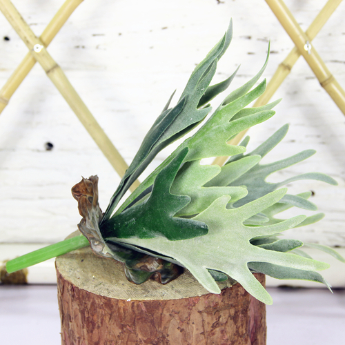 Large View 38cm Diameter Green Staghorn