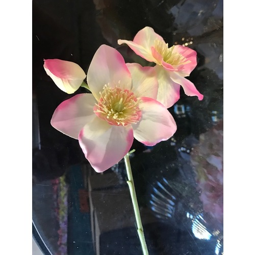 Large View Japenese Anemone - Pink