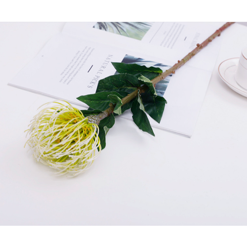 Large View 70cm White/Cream Native Leucospermum (Pincushion)