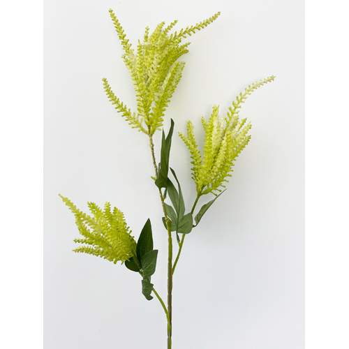 Large View 90cm Lime Green Astilbe - 3 Head