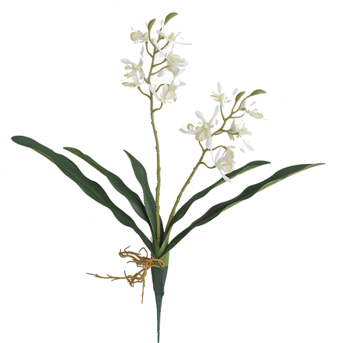 Large View 45cm Orchid Flower with Roots - White