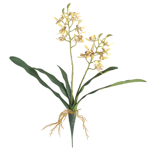 Large View 45cm Orchid Flower with Roots - Yellow