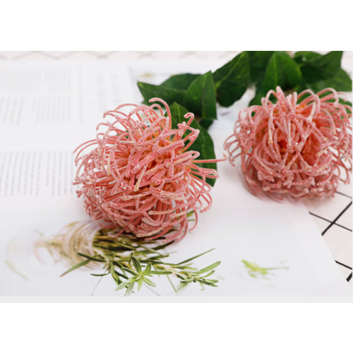 Large View 70cm Pink Native Leucospermum (Pincushion)