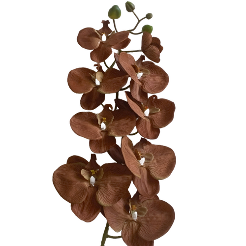 Large View Coffee Phalaenopsis Orchid 7 head - 100cm