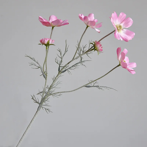 Large View 60cm Pink Cosmos Stem