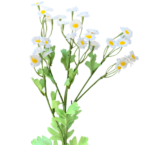 Large View 55cm Stem of White Chamomile