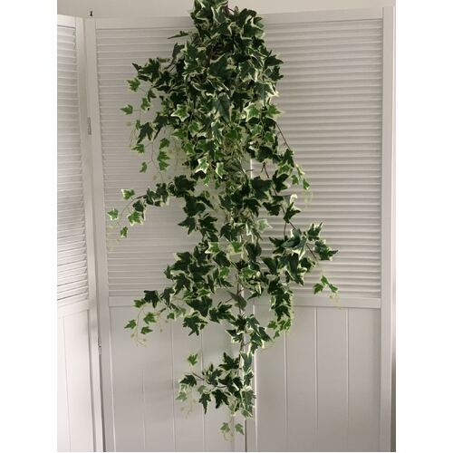 Large View 140cm High Quality Trailing Verigated Ivy Bush 