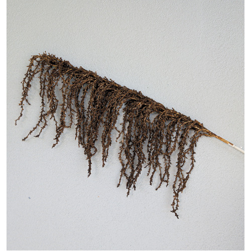 Large View 90cm Brown Amaranthus Branch