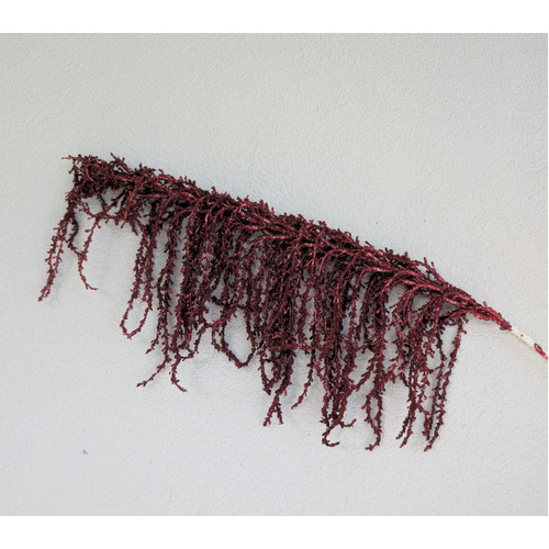 Large View 90cm Burgundy Amarantus Branch