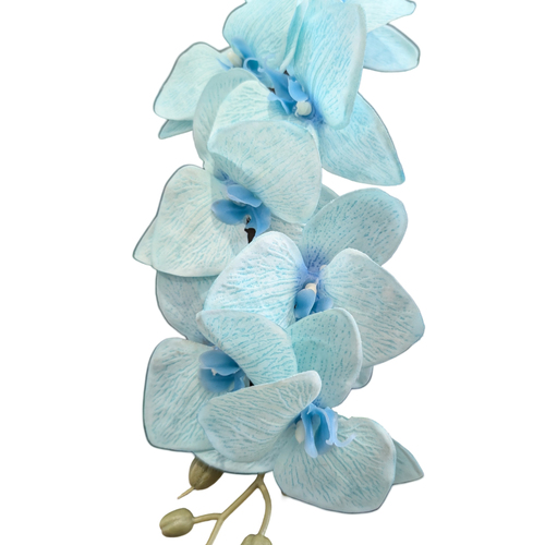 Large View Aqua Blue Cymbidium Orchid 7 head - 75cm