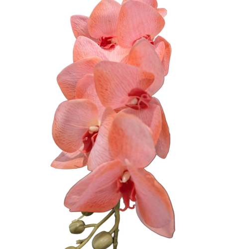 Large View Peachy Pink Cymbidium Orchid 7 head - 75cm