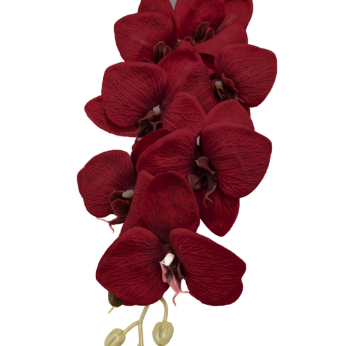 Large View Burgandy Cymbidium Orchid 7 head - 75cm