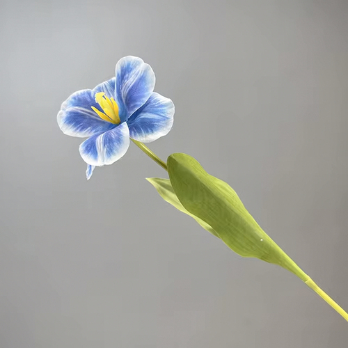 Large View Dark Blue Single Stem Open Tulip 65cm