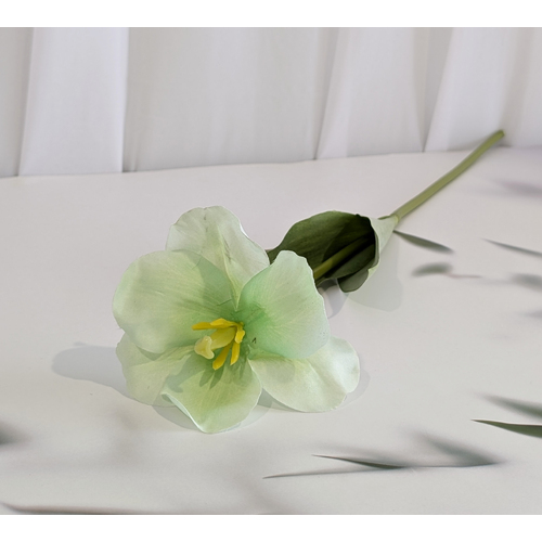 Large View Soft Green Single Stem Open Tulip 65cm